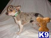Stud Dogs - Chihuahua