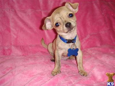 Stud Dogs - Chihuahua