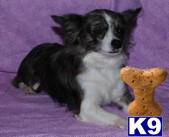 Dogs for Sale in OH