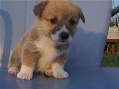 Pembroke Welsh Corgi Puppies for Sale
