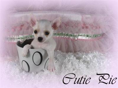 Dogs for Sale