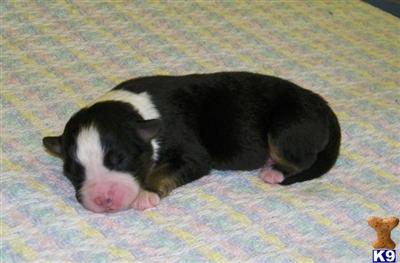 Australian Shepherd Puppies for Sale