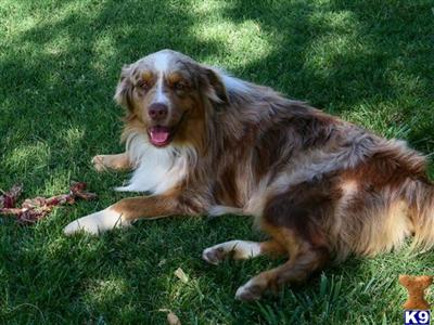 Stud Dogs - Australian Shepherd
