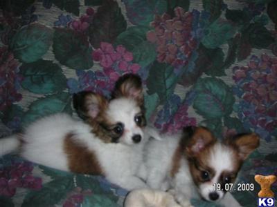 Papillon Puppies for Sale
