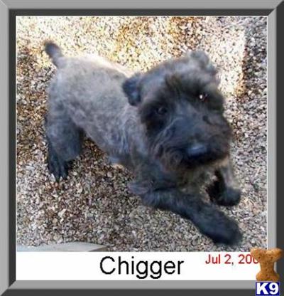 Dogs for Sale in MO