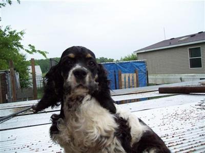 Dogs - Cocker Spaniel