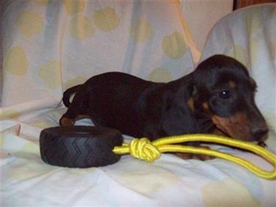 Puppies for Sale