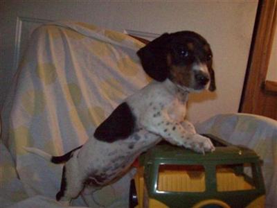 Dachshund Puppies for Sale