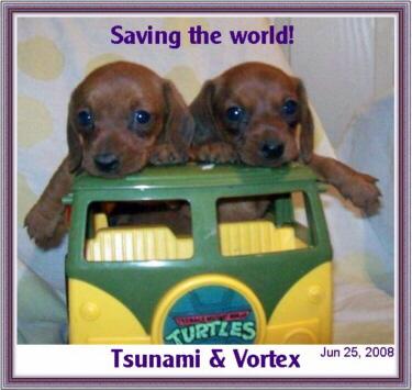 Dachshund Puppies for Sale