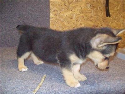 Pembroke Welsh Corgi Puppies for Sale