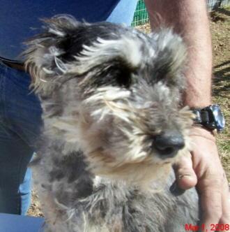 Dogs for Adoption