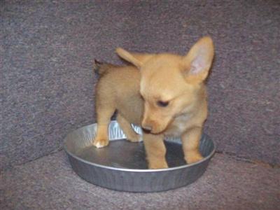Pembroke Welsh Corgi Puppies for Sale