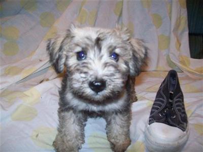 Puppies in MO