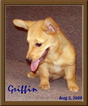 Puppies in MO