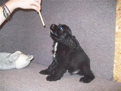 Puppies in MO