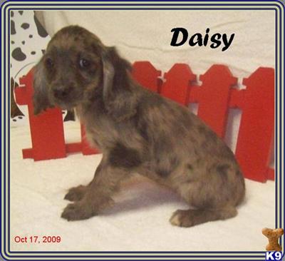 Cockapoos Puppies for Sale