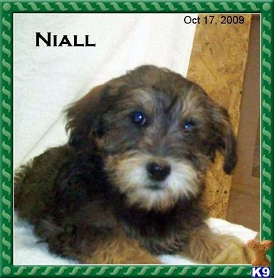 Schnoodle Puppies for Sale