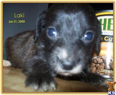 Mixed Breed Puppies for Sale