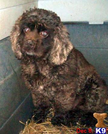 Dogs for Sale