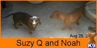 Dogs - Dachshund