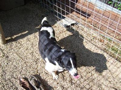 Rescue Dogs