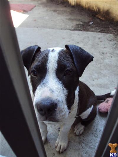 Dogs - American Pit Bull