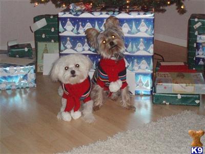 Stud Dogs - Maltese