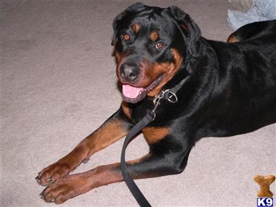 Dogs for Sale in NJ