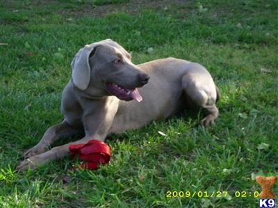 Weimaraner Puppies for Sale