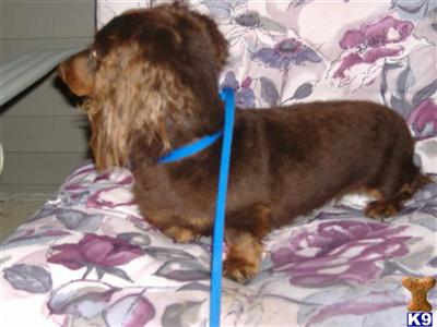 Stud Dogs - Dachshund