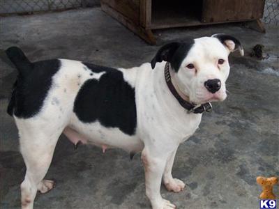 American Bulldog Puppies in FL