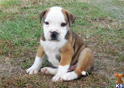 American Bulldog Puppies for Sale