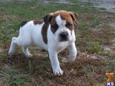 American Bulldog Puppies for Sale