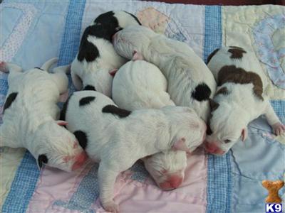 Puppies in FL