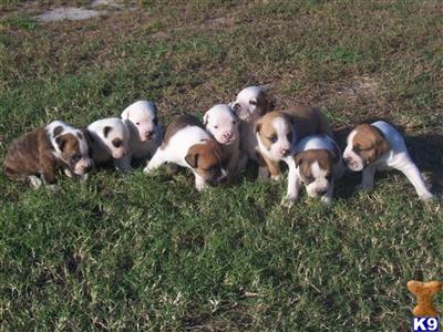 American Bulldog Puppies in FL