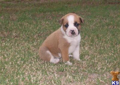 American Bulldog Puppies in FL