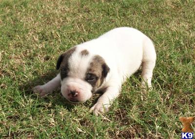 American Bulldog Puppies in FL