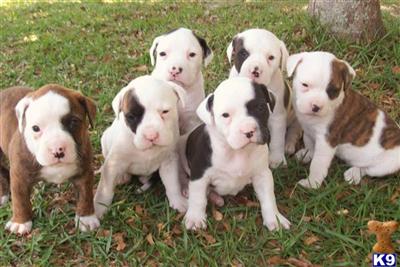 American Bulldog Puppies in FL
