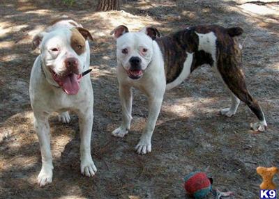 American Bulldog Puppies in FL