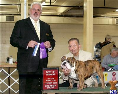 Stud Dogs - English Bulldog