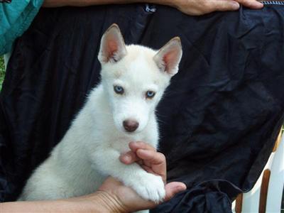 Siberian Husky Puppies for Sale