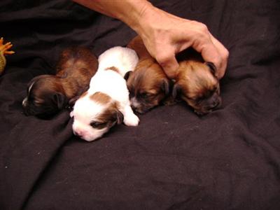 Puppies in GA