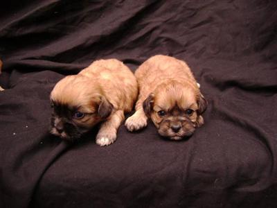 Puppies in GA