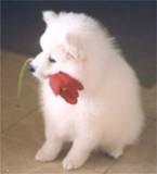 American Eskimo Dog Puppies for Sale