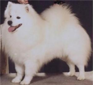 Stud Dogs in OR