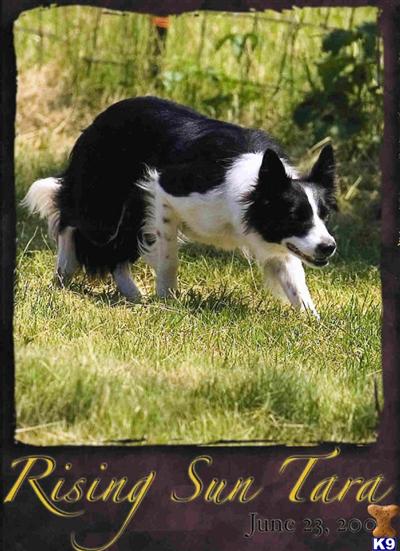 Border Collie Puppies for Sale