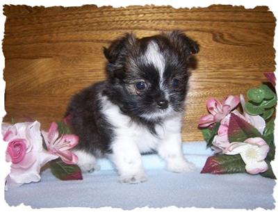 Mi-Ki Puppies for Sale