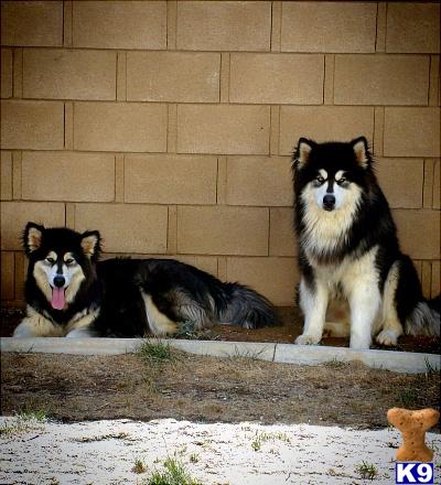 Alaskan Malamute Puppies in CA