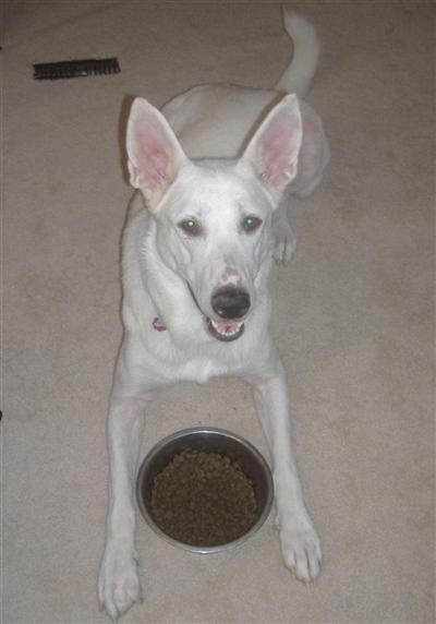 Used Dog Supplies for Sale