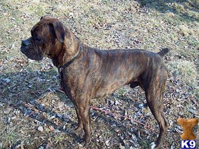 Stud Dogs - Boxer